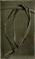 An illustration from The Priscilla basketry book a collection of baskets and other articles with lessons for working and directions for dyeing and staining (1911)