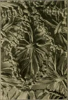 An illustration from The Priscilla basketry book a collection of baskets and other articles with lessons for working and directions for dyeing and staining (1911)