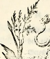 An illustration from Proben des hohen Teütschen Reichs Adels, oder, Sammlungen alter Denkmäler, Grabsteinen, Wappen, Inn- und Urschriften, u: d: nach ihrem wahren Urbilde aufgenommen unter offener Treüe bewähret und durch Anenbäume auch sonstige Nachrichten erkläret und erläuteret (1775)