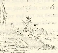 An illustration from Proben des hohen Teütschen Reichs Adels, oder, Sammlungen alter Denkmäler, Grabsteinen, Wappen, Inn- und Urschriften, u: d: nach ihrem wahren Urbilde aufgenommen unter offener Treüe bewähret und durch Anenbäume auch sonstige Nachrichten erkläret und erläuteret (1775)