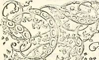 An illustration from Proben des hohen Teütschen Reichs Adels, oder, Sammlungen alter Denkmäler, Grabsteinen, Wappen, Inn- und Urschriften, u: d: nach ihrem wahren Urbilde aufgenommen unter offener Treüe bewähret und durch Anenbäume auch sonstige Nachrichten erkläret und erläuteret (1775)