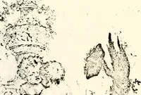 An illustration from Proben des hohen Teütschen Reichs Adels, oder, Sammlungen alter Denkmäler, Grabsteinen, Wappen, Inn- und Urschriften, u: d: nach ihrem wahren Urbilde aufgenommen unter offener Treüe bewähret und durch Anenbäume auch sonstige Nachrichten erkläret und erläuteret (1775)
