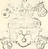 An illustration from Proben des hohen Teütschen Reichs Adels, oder, Sammlungen alter Denkmäler, Grabsteinen, Wappen, Inn- und Urschriften, u: d: nach ihrem wahren Urbilde aufgenommen unter offener Treüe bewähret und durch Anenbäume auch sonstige Nachrichten erkläret und erläuteret (1775)
