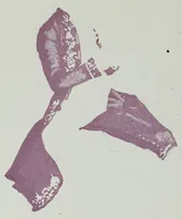 An illustration from Procédés de reproductions graphiques appliquées à l'imprimerie (1888)