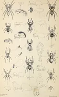 An illustration from Proceedings - Dorset Natural History and Archaeological Society (1889)