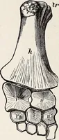An illustration from Proceedings - Dorset Natural History and Archaeological Society (1889)