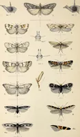 An illustration from Proceedings - Dorset Natural History and Archaeological Society (1889)