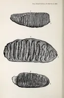 An illustration from Proceedings - Dorset Natural History and Archaeological Society (1889)