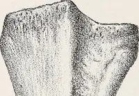 An illustration from Proceedings - Dorset Natural History and Archaeological Society (1889)