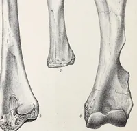 An illustration from Proceedings - Dorset Natural History and Archaeological Society (1889)