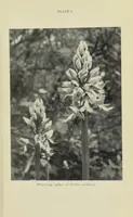 Picture 2 of 14 from Proceedings of the Botanical Society of the British Isles (1596), leaf 17