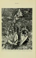 Picture 3 of 14 from Proceedings of the Botanical Society of the British Isles (1596), leaf 18