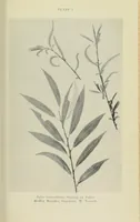 Picture 10 of 14 from Proceedings of the Botanical Society of the British Isles (1596), leaf 415