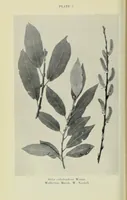 Picture 11 of 14 from Proceedings of the Botanical Society of the British Isles (1596), leaf 416