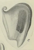 Picture 12 of 14 from Proceedings of the Botanical Society of the British Isles (1596), leaf 423