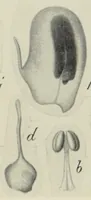 An illustration from Proceedings of the Botanical Society of the British Isles (1596)
