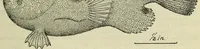 An illustration from Proceedings of the United States National Museum (1878)