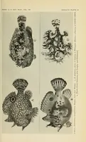 Picture 4 of 14 from Proceedings of the United States National Museum (1878), leaf 133