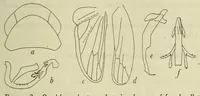 An illustration from Proceedings of the United States National Museum (1878)