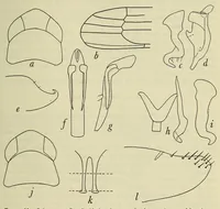 Picture 6 of 14 from Proceedings of the United States National Museum (1878), leaf 207