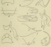 An illustration from Proceedings of the United States National Museum (1878)