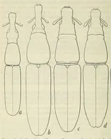 An illustration from Proceedings of the United States National Museum (1878)