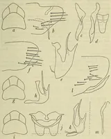 An illustration from Proceedings of the United States National Museum (1878)