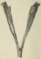 Picture 9 of 14 from Proceedings of the United States National Museum (1878), leaf 374