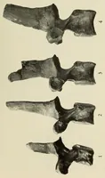 An illustration from Proceedings of the United States National Museum (1878)