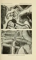 An illustration from Proceedings of the United States National Museum (1878)