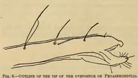 Picture 1 of 8 from Proceedings of the United States National Museum (1878), leaf 240