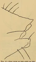 Picture 2 of 8 from Proceedings of the United States National Museum (1878), leaf 246