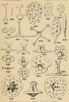 An illustration from Proceedings of the United States National Museum (1878)