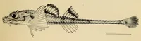 Picture 4 of 8 from Proceedings of the United States National Museum (1878), leaf 435