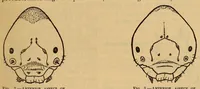 An illustration from Proceedings of the United States National Museum (1878)