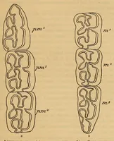 Picture 8 of 8 from Proceedings of the United States National Museum (1878), leaf 613