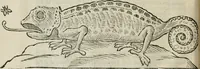 An illustration from Prodomo apologetico alli studi Chircheriani : opera di Gioseffo Petrucci, romano, nella quale con un'apparato di saggi diversi, si dà prova dell' esquisito studio ha tenuto il celebratissimo padre Atanasio Chircher, circa il credere all' opinioni degli scrittori, sì de' tempi andati, come de' presenti, e particolarmente intorno a quelle cose naturali dell' India, che gli furon portate, ò reserte dá quei, che abitarono quelle parti (1677)
