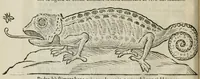 An illustration from Prodomo apologetico alli studi Chircheriani (1677)