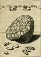An illustration from Prodomo apologetico alli studi Chircheriani : opera di Gioseffo Petrucci, romano, nella quale con un'apparato di saggi diversi, si dà prova dell' esquisito studio ha tenuto il celebratissimo padre Atanasio Chircher, circa il credere all' opinioni degli scrittori, sì de' tempi andati, come de' presenti, e particolarmente intorno a quelle cose naturali dell' India, che gli furon portate, ò reserte dá quei, che abitarono quelle parti (1677)