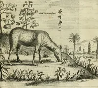An illustration from Prodomo apologetico alli studi Chircheriani : opera di Gioseffo Petrucci, romano, nella quale con un'apparato di saggi diversi, si dà prova dell' esquisito studio ha tenuto il celebratissimo padre Atanasio Chircher, circa il credere all' opinioni degli scrittori, sì de' tempi andati, come de' presenti, e particolarmente intorno a quelle cose naturali dell' India, che gli furon portate, ò reserte dá quei, che abitarono quelle parti (1677)