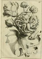 An illustration from Prodomo apologetico alli studi Chircheriani (1677)
