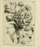 An illustration from Prodomo apologetico alli studi Chircheriani (1677)
