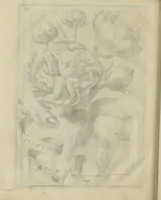 An illustration from Prodomo apologetico alli studi Chircheriani (1677)