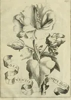 An illustration from Prodomo apologetico alli studi Chircheriani : opera di Gioseffo Petrucci, romano, nella quale con un'apparato di saggi diversi, si dà prova dell' esquisito studio ha tenuto il celebratissimo padre Atanasio Chircher, circa il credere all' opinioni degli scrittori, sì de' tempi andati, come de' presenti, e particolarmente intorno a quelle cose naturali dell' India, che gli furon portate, ò reserte dá quei, che abitarono quelle parti (1677)