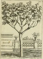 An illustration from Prodomo apologetico alli studi Chircheriani : opera di Gioseffo Petrucci, romano, nella quale con un'apparato di saggi diversi, si dà prova dell' esquisito studio ha tenuto il celebratissimo padre Atanasio Chircher, circa il credere all' opinioni degli scrittori, sì de' tempi andati, come de' presenti, e particolarmente intorno a quelle cose naturali dell' India, che gli furon portate, ò reserte dá quei, che abitarono quelle parti (1677)