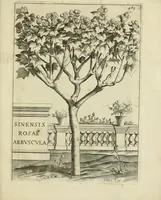An illustration from Prodomo apologetico alli studi Chircheriani (1677)