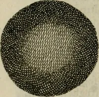 An illustration from Prodomo apologetico alli studi Chircheriani : opera di Gioseffo Petrucci, romano, nella quale con un'apparato di saggi diversi, si dà prova dell' esquisito studio ha tenuto il celebratissimo padre Atanasio Chircher, circa il credere all' opinioni degli scrittori, sì de' tempi andati, come de' presenti, e particolarmente intorno a quelle cose naturali dell' India, che gli furon portate, ò reserte dá quei, che abitarono quelle parti (1677)