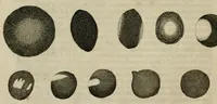 An illustration from Prodomo apologetico alli studi Chircheriani (1677)