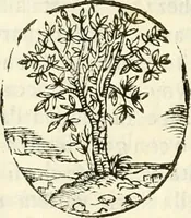 An illustration from Prodromo, ouero, Saggio di alcune inuentione nuoue, premesso all'arte maestra (1670)