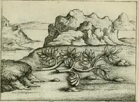 Picture 12 of 47 from Prognosticatio eximii doctoris Theophrasti Paracelsi (1500), leaf 22